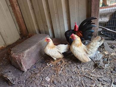 ayam serama ( jual semua )