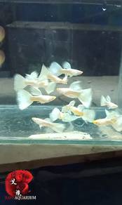albino white guppy