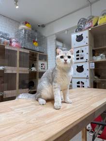 blue golden Scottish fold cat kucing
