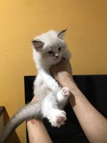Ragdoll bicolor 