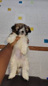Shih Tzu 