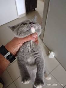 bsh