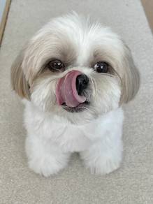 Joyful Shih Tzu Cute Round Head Little Puppy Puppy