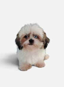 Shih Tzu puppy male special price
