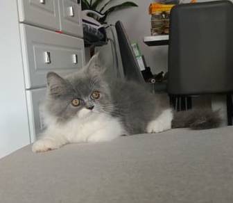 MIX persian, ragdoll, mainecoon