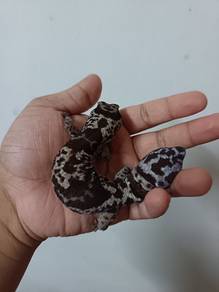 Fat Tailed Gecko
