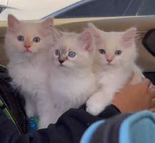 Rare Ragdoll Cream