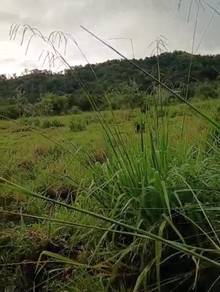 Agricultural Land in Tamparuli, SBH