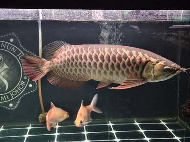 arowana mgbb
