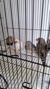 Zebra finch