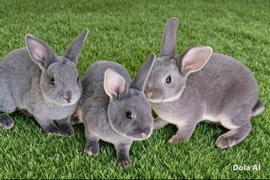 Arnab Pure Minirex (bulu baldu)