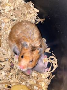 HAMSTER SYRIAn