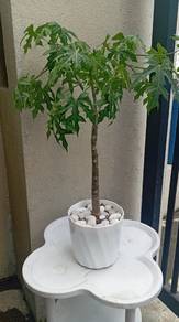Chaya / Japanese Papaya 