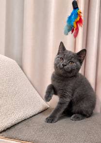 pure bsh british short hair male