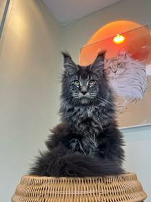 Maine Coon