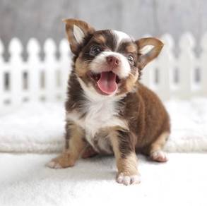 CHIHUAHUA PUPPIES 362 🌷Head Apple Cute Dog