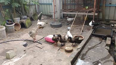 angsa kelabu Dan itik hitam 