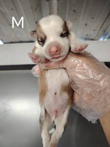 100% Pure Corgi