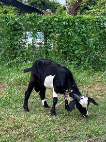 kambing jantan