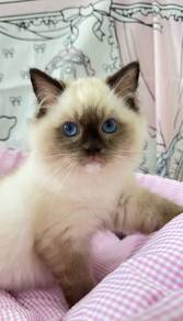 Seal Point Ragdoll