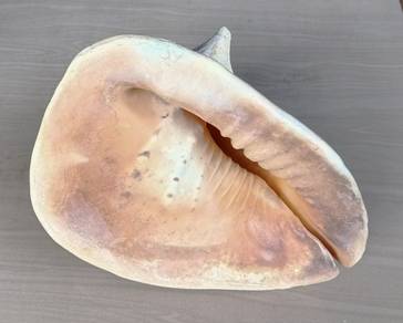 Cengkerang Gergasi (C)