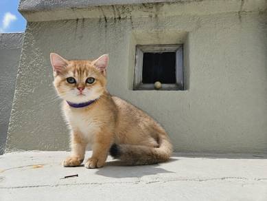 Golden BSH Kittens (baka import)