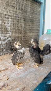 ayam serama anak
