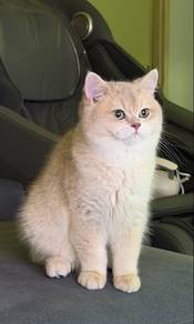 Male AY11 Pure Breed British Shorthair
