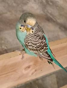 Budgerigar