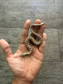 hognose snake