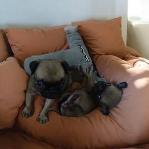 Pug