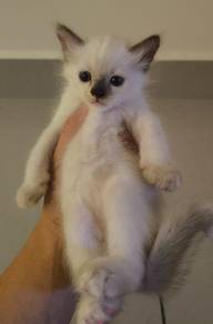 Siamese Balinase DOMESTIC LONG HAIR