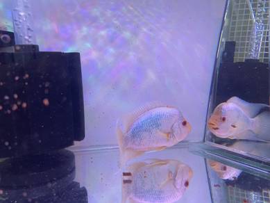 3 Flowerhorn 1 harga