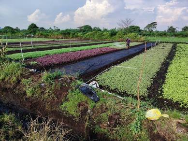 Agricultural Land in Klang, SGR