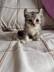 male munchkin kinkalow super short legs kitten