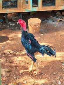 ayam ganoi 