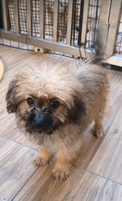 cute puppy pompoo Pomeranian mix poodle