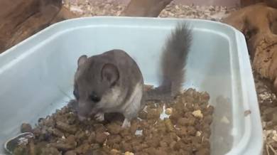 Dormouse