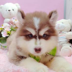 Wooly Husky