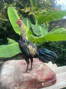 Ayam Pama Jalan