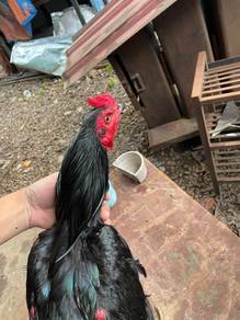 AYAM LaGa