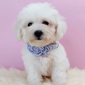 Poodle toy