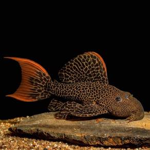 Pleco L600