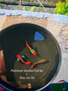 ikan guppy 