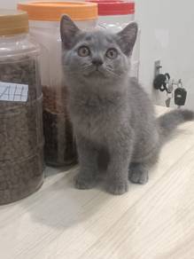 BSH Kitten Male