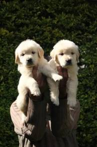 golden retriever 