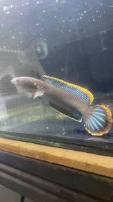 limbata