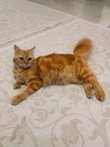 Fluffy Orange Cat and Brown Tabby Cat