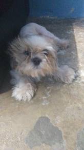 shih tzu 