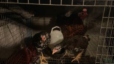 ayam dan anak